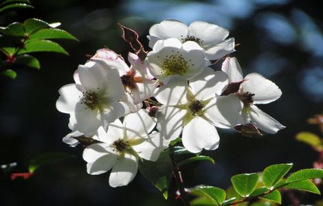 《宋家媵妾》山茶不渣