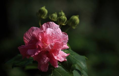 一杆枪挑两扇门