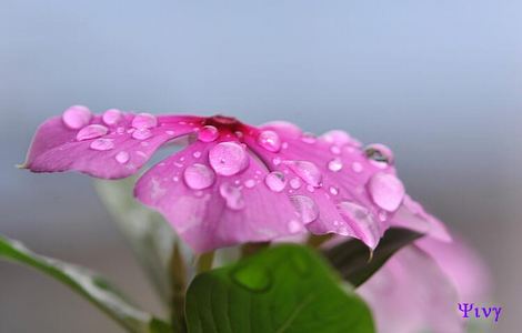 免费看女士排尿的的部位