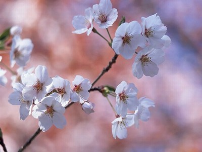 泡妞高手