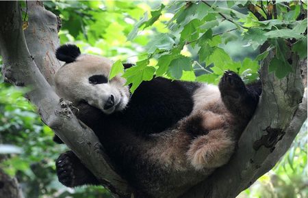 解剖少女肚子看内脏的图片